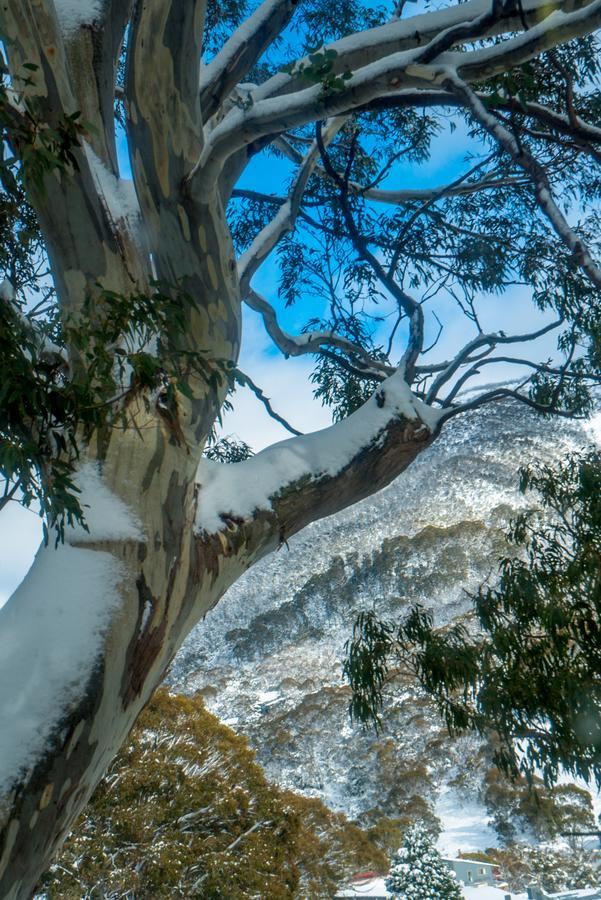 Pure Chalet Thredbo Buitenkant foto